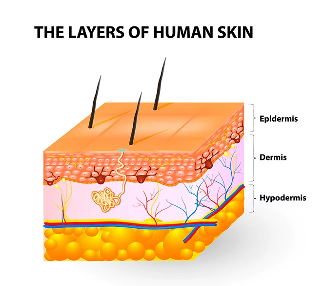 لایه های پوست و فاز های ترمیم زخم